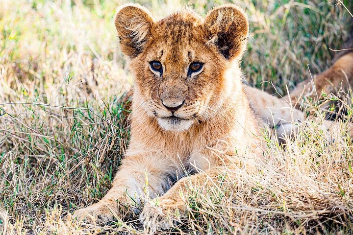 Tour privato di safari in game drive nel Maasai Mara