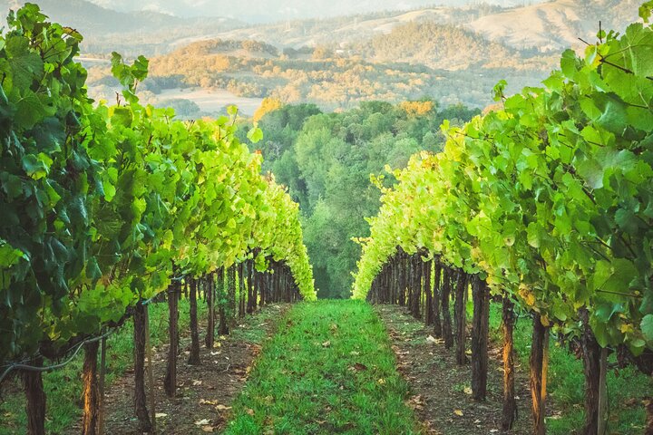 Healdsburg 6 timmars vinresa med lyx SUV - Platser upp till 4