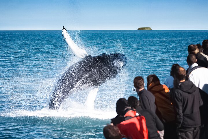 Excursion traditionnelle d'observation des baleines de bateau de chêne de Husavik