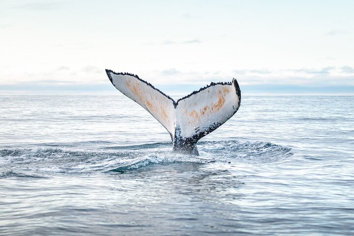 Excursion traditionnelle d'observation des baleines de bateau de chêne de Husavik