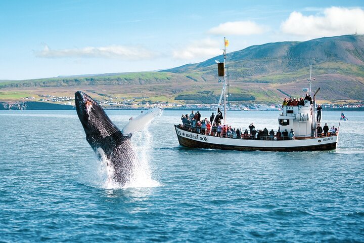 Excursion traditionnelle d'observation des baleines de bateau de chêne de Husavik