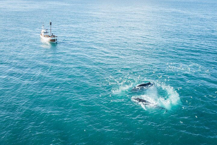 Excursion traditionnelle d'observation des baleines de bateau de chêne de Husavik