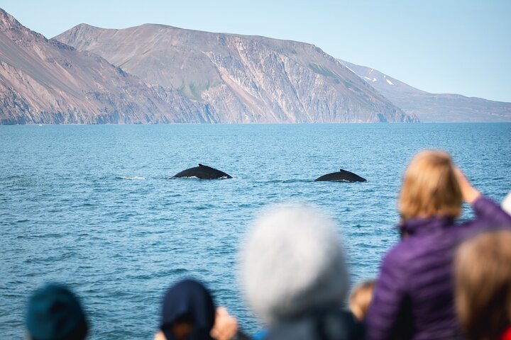 Excursion traditionnelle d'observation des baleines de bateau de chêne de Husavik