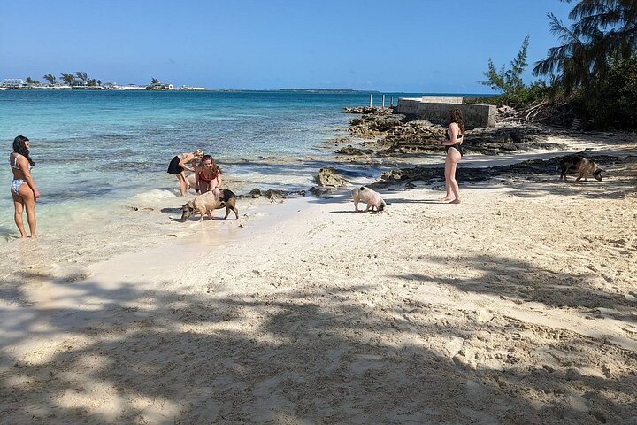 Nassau 3-stops: Snorkeling, Swimming Pigs, Turtles & Lunch