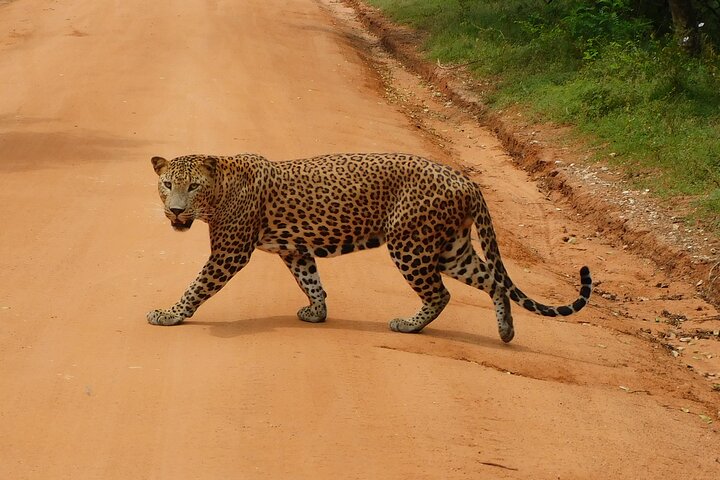 Yala Nationalpark Safari Touren - Halbtages- & Ganztagesausflüge