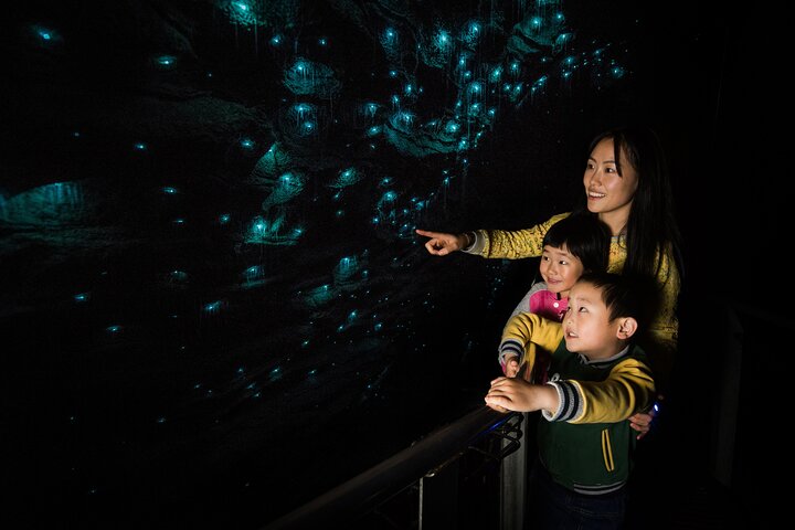 Auckland naar Waitomo Glowworms, Kiwi House & Blue Springs dagtour