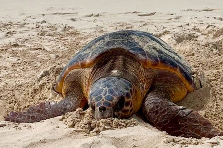 Tour guiado de tortugas en grupo en Boa Vista