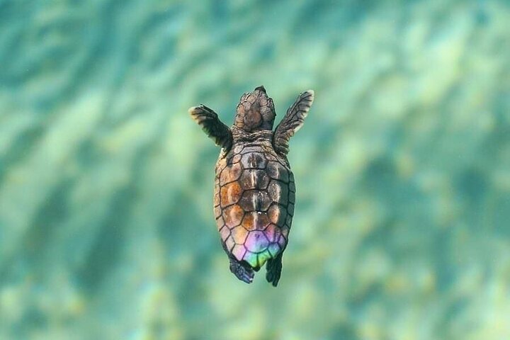 Tour guiado de tortugas en grupo en Boa Vista