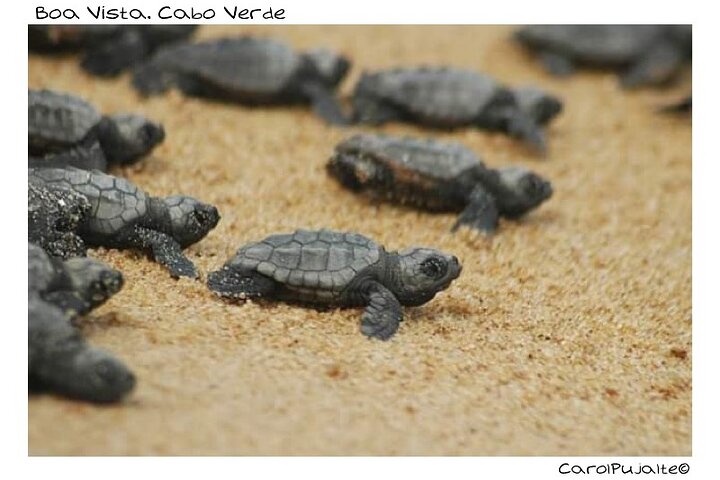 Tour guiado de tortugas en grupo en Boa Vista