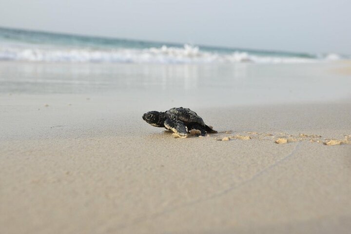 Tour guiado de tortugas en grupo en Boa Vista