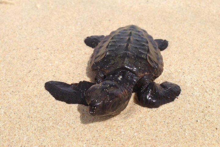 Tour guiado de tortugas en grupo en Boa Vista