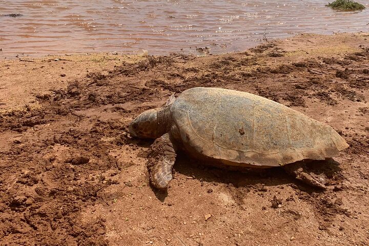 Tour guiado de tortugas en grupo en Boa Vista