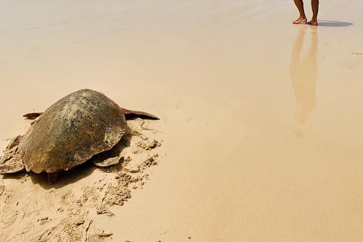 Tour guiado de tortugas en grupo en Boa Vista