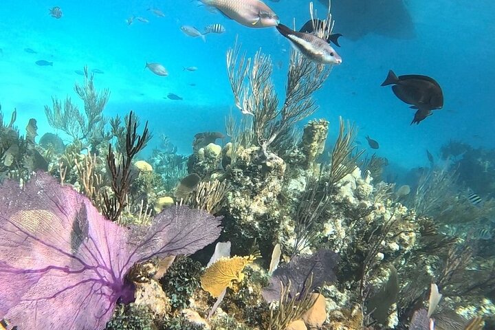 Nassau 3-stops: Snorkeling, Swimming Pigs, Turtles & Lunch