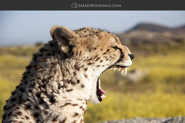 Tour privato di safari in game drive nel Maasai Mara