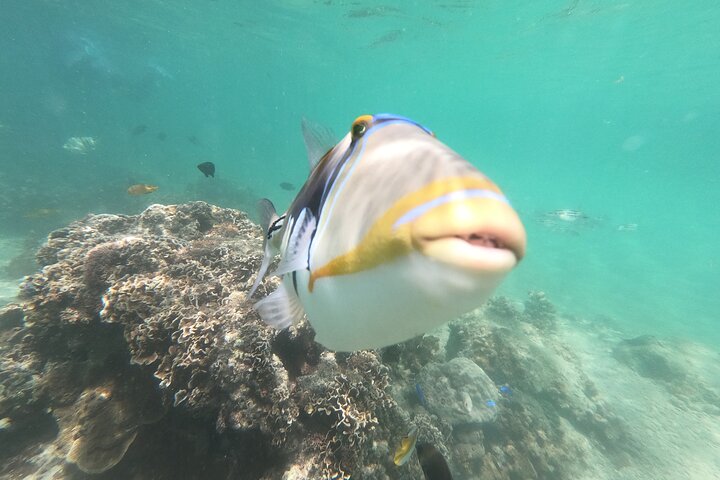 Okinawa : Experiencia Privada de Snorkeling con Guía Inglés Nativo