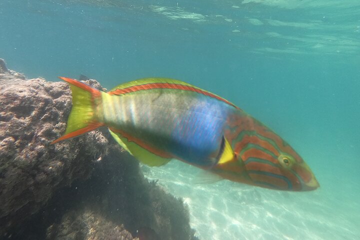 Okinawa : Experiencia Privada de Snorkeling con Guía Inglés Nativo