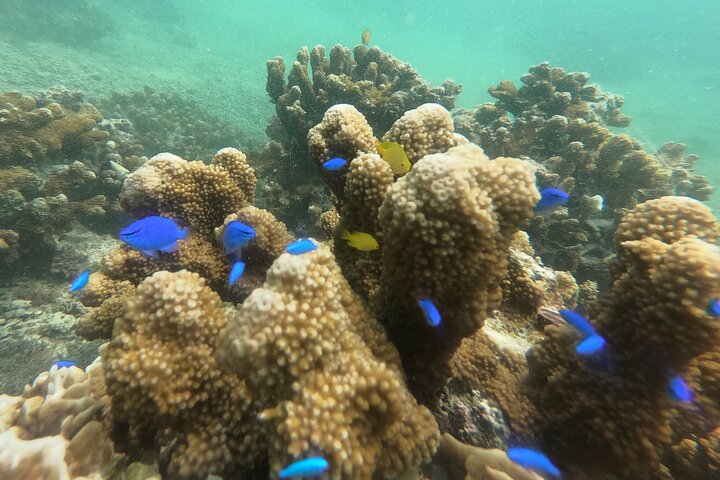 Okinawa : Experiencia Privada de Snorkeling con Guía Inglés Nativo