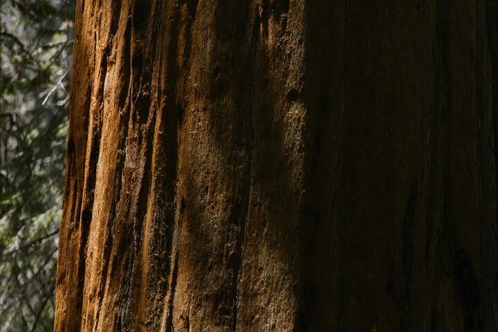 Tour privato del Parco Nazionale di Yosemite e delle Sequoie da San Francisco