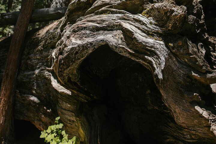 Tour privato del Parco Nazionale di Yosemite e delle Sequoie da San Francisco