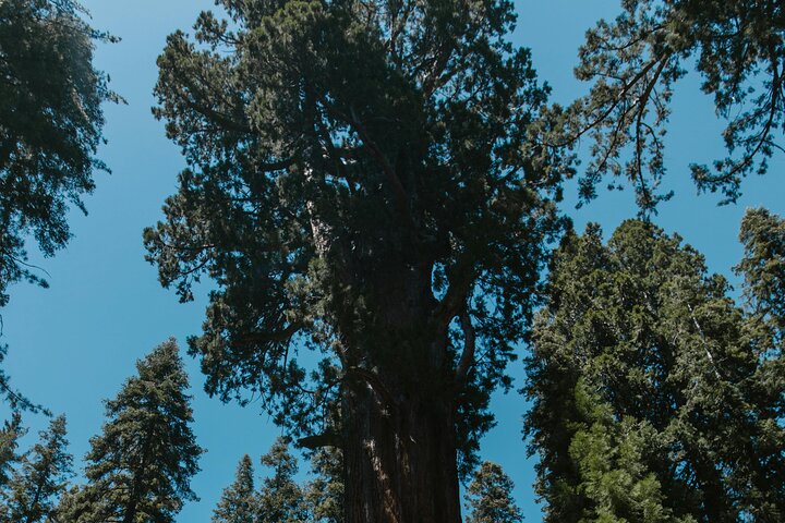 Tour privato del Parco Nazionale di Yosemite e delle Sequoie da San Francisco