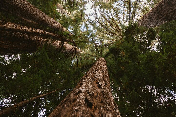 Tour privato del Parco Nazionale di Yosemite e delle Sequoie da San Francisco