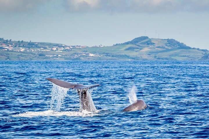 Val- och delfinskådning på ön Terceira