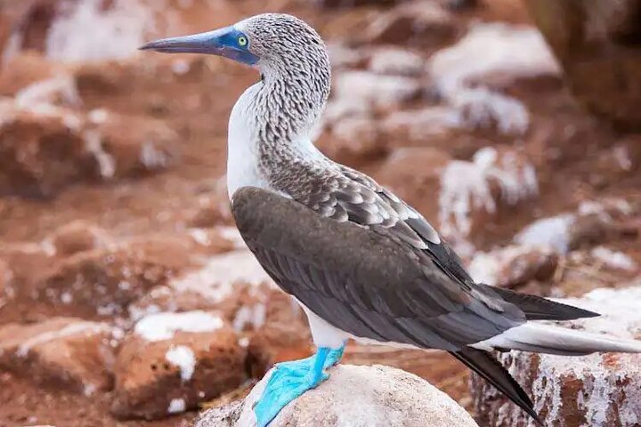 Galapagos - North Seymour Island Wildlife Snorkeling Tour + Lunch