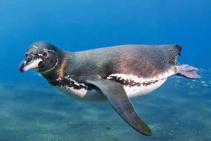 Bartolomé Eilandtour & snorkelen vanuit Puerto Ayora, Galápagos