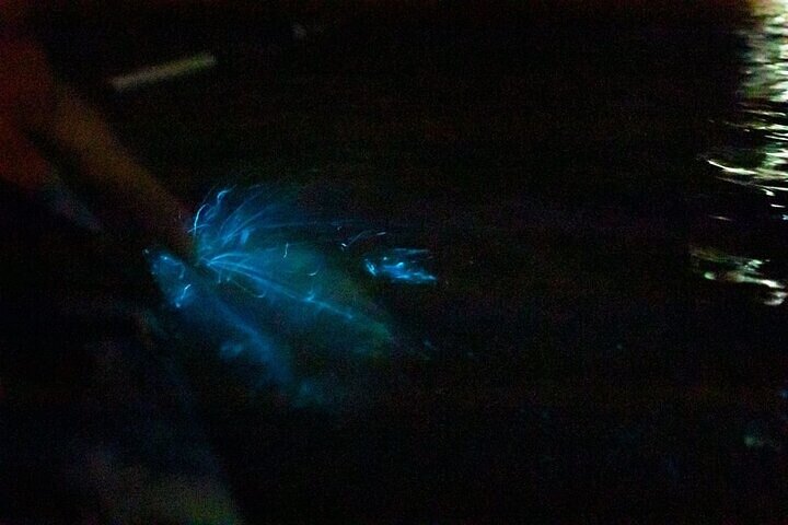 2-timers bioluminescens-tur med kajakk i Paquera