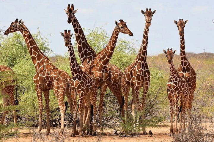 Nairobi National Museum, Giraffe Center und Bomas Kenia Führung