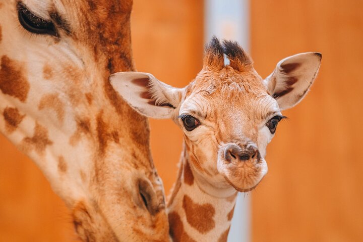Nairobi National Museum, Giraffe Center und Bomas Kenia Führung