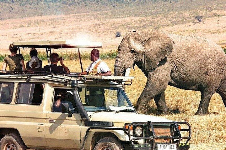 2-dagers privat luksussafari: Tarangire og Ngorongoro Tanzania
