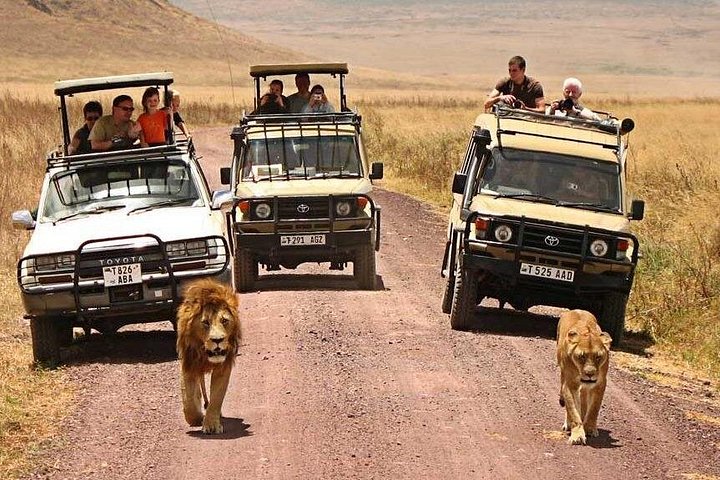 2-dagers privat luksussafari: Tarangire og Ngorongoro Tanzania