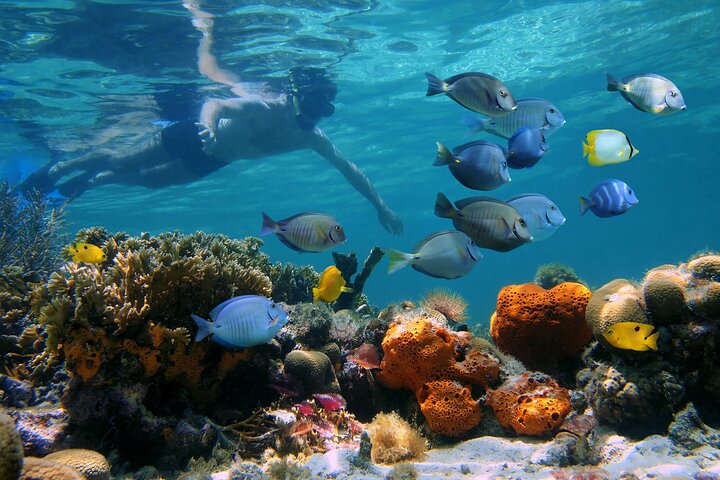 Key West Reef morgen snorkling med frokost og mimosaer
