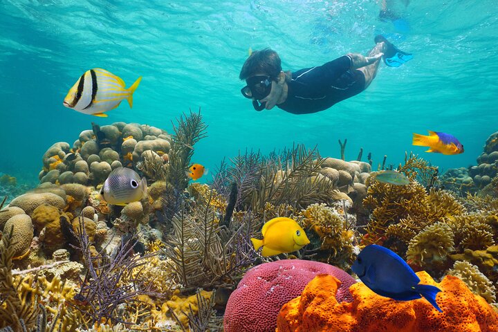 Key West Reef morgen snorkling med frokost og mimosaer