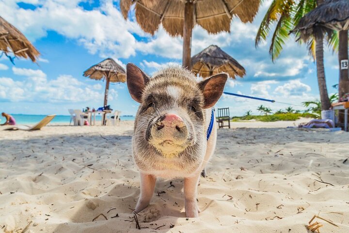 Excursion privée en hors-bord à Koh Madsum (île aux cochons) et Koh Tan