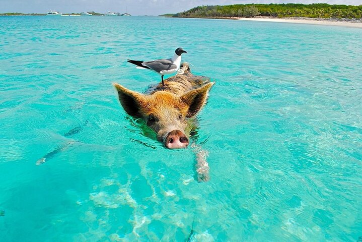 Excursion privée en hors-bord à Koh Madsum (île aux cochons) et Koh Tan