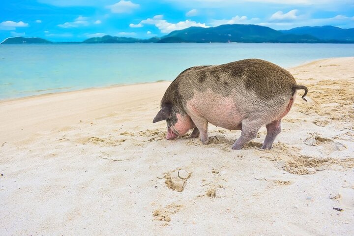 Excursion privée en hors-bord à Koh Madsum (île aux cochons) et Koh Tan