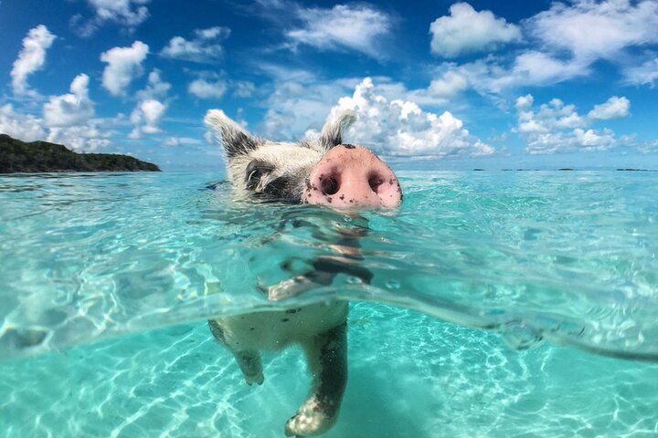 Excursion privée en hors-bord à Koh Madsum (île aux cochons) et Koh Tan