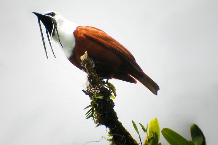 Mombacho Volcano, Cloud Forest