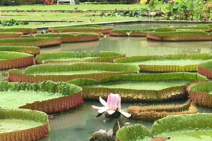 Tour privato flessibile di un'intera giornata nell'isola di Penang con ritiro