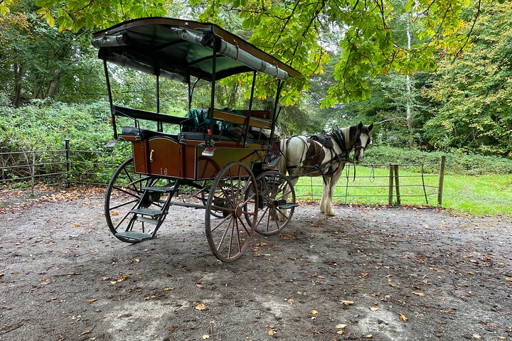 Tour guidato in carrozza di 1 ora nel parco nazionale di Killarney