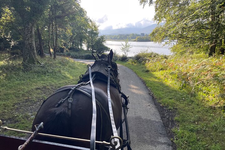 Tour guidato in carrozza di 1 ora nel parco nazionale di Killarney