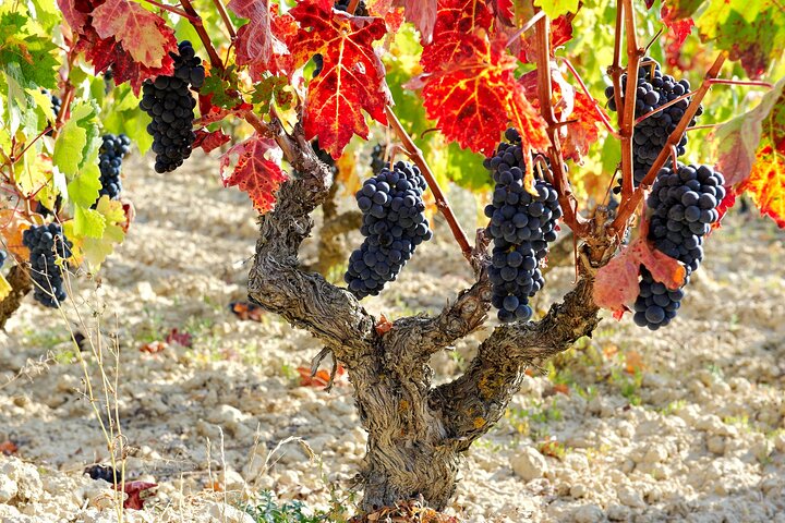 La Rioja Weine und Laguardia Tour ab San Sebastian