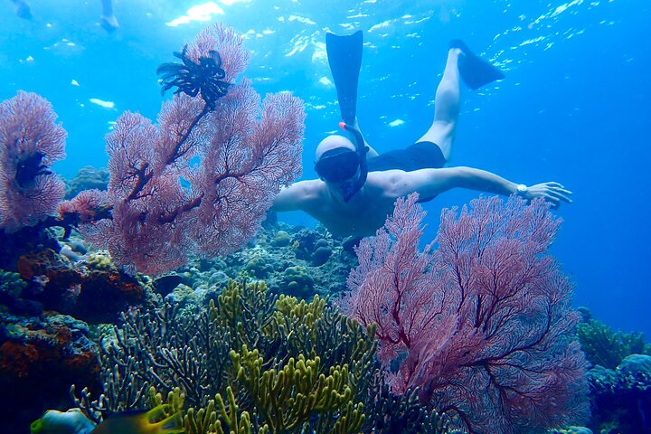 Snorkling i Menjangan Island med hämtning och lunch