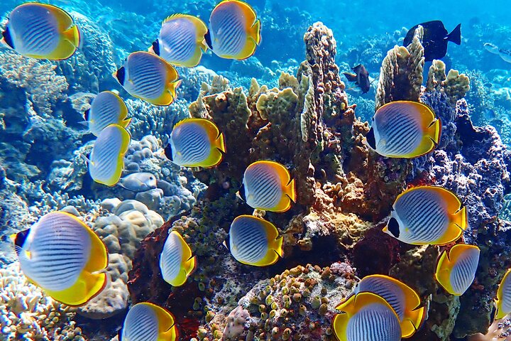 Snorkling i Menjangan Island med hämtning och lunch