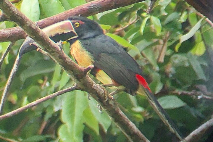 Cahuita nasjonalpark tur og vannopplevelse i Puerto Viejo