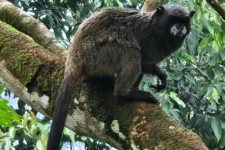 Amazon Jungle & Baños Adventure City: 4 dias de natureza e vida selvagem