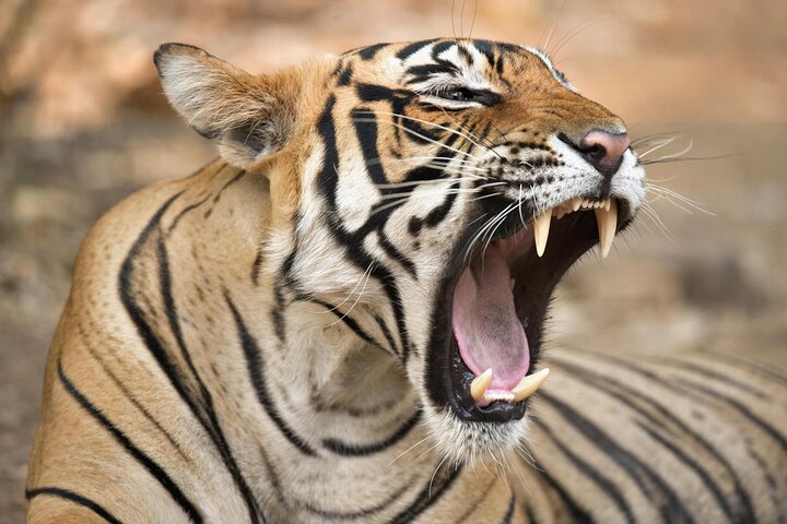 Van Jaipur: 2-daagse privérondleiding door Ranthanbore Tigers Safari